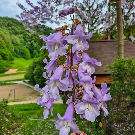 Campo de lujo Glamping Zeleni Turizem